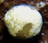 Hypocrea americana image