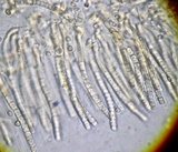 Hypocrea americana image