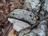 Fomes excavatus image