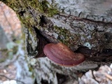 Sarcomyxa serotina image