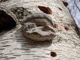 Fomes excavatus image
