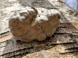 Fomes excavatus image
