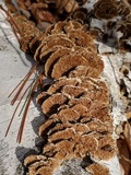Trametopsis cervina image