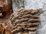 Trametopsis cervina image