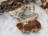 Trametopsis cervina image