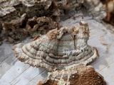 Trametopsis cervina image