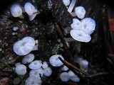 Delicatula integrella image