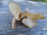 Clitocybe fragrans image