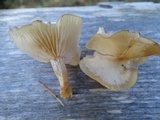 Clitocybe fragrans image
