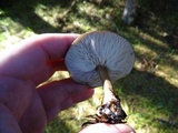 Melanoleuca melaleuca image