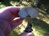 Melanoleuca melaleuca image