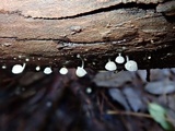 Mycena adscendens image