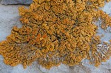 Xanthoria elegans image