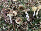 Hygrophorus hypothejus image