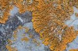 Xanthoria elegans image
