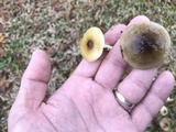 Hygrophorus hypothejus image