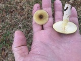 Hygrophorus hypothejus image