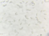 Hygrophorus hypothejus image