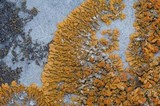 Xanthoria elegans image