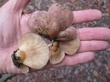 Sarcomyxa serotina image