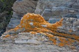 Xanthoria elegans image