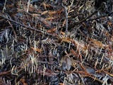 Macrotyphula juncea image
