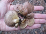 Sarcomyxa serotina image