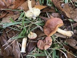 Russula foetentula image