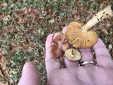 Russula foetentula image