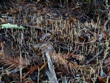 Macrotyphula juncea image