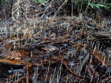 Macrotyphula juncea image