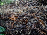 Macrotyphula juncea image