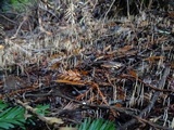 Macrotyphula juncea image