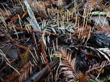 Macrotyphula juncea image