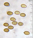Agaricus albolutescens image