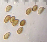 Agaricus albolutescens image
