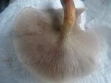 Hypholoma capnoides image