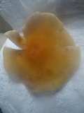 Hypholoma capnoides image