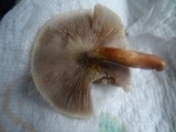Hypholoma capnoides image