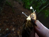 Roridomyces roridus image