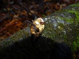 Roridomyces roridus image