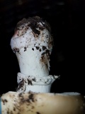 Amanita ameripanthera image