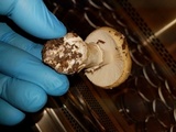 Amanita ameripanthera image