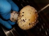 Amanita ameripanthera image