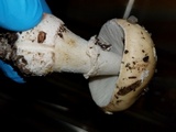 Amanita ameripanthera image