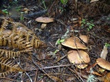 Suillus lakei image