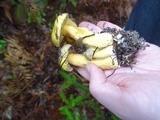 Suillus tomentosus image