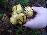 Suillus tomentosus image