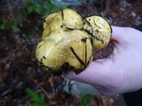 Suillus tomentosus image
