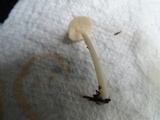 Alboleptonia adnatifolia image